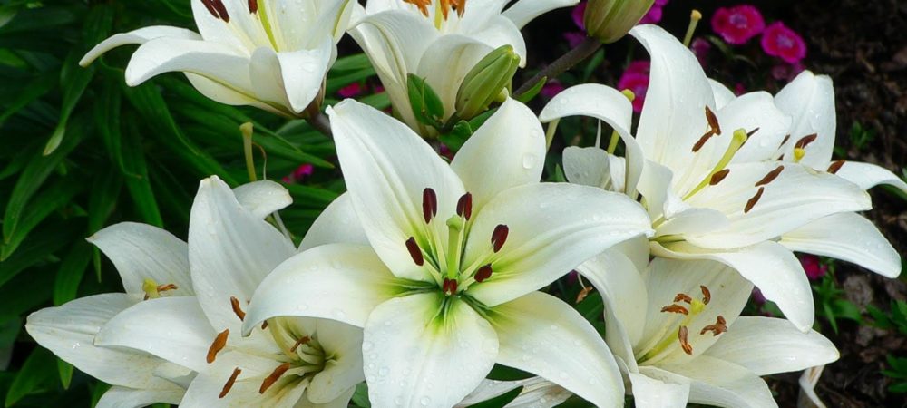 Lily, Tulip, Hyacinth and Palm Cross Annual Sale